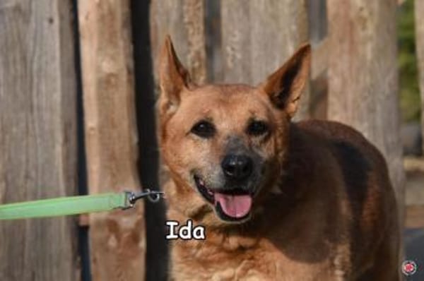 IDA