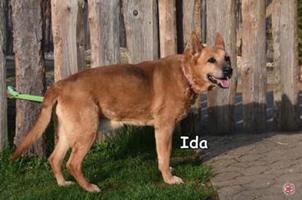 IDA