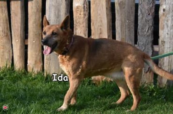IDA