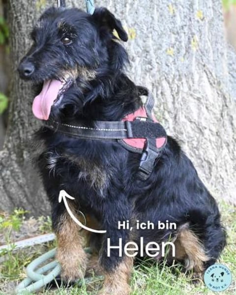 Helen SI, zauberhaftes kleines Mädchen