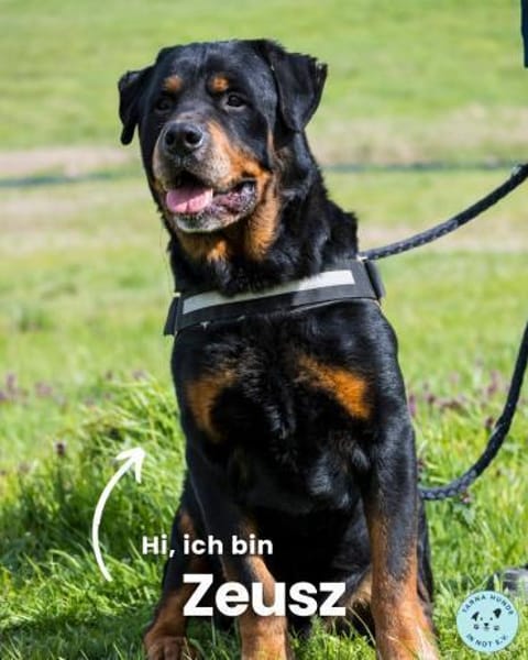 Zeusz SI, liebevoll und menschenbezogen