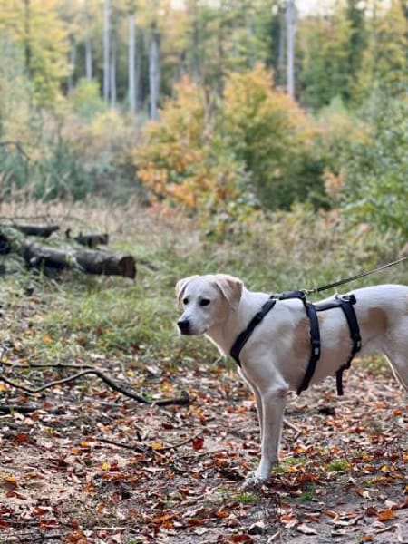Lucy  Treue Seele mit großem Herz