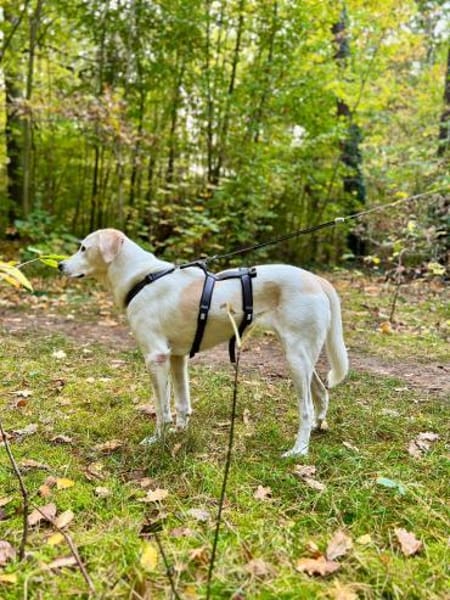 Lucy  Treue Seele mit großem Herz