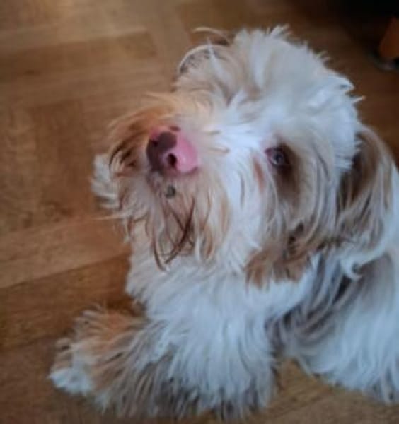 EDDI - Kleiner Mann mit Handicap