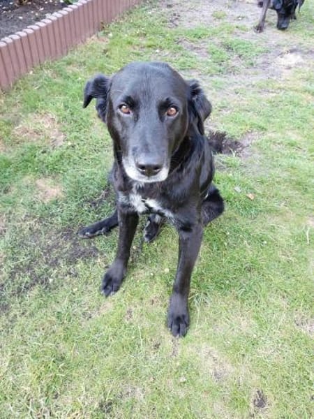 Sanfter Riese Brutus