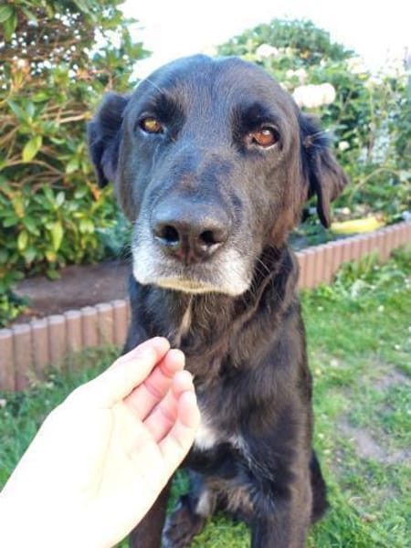 Sanfter Riese Brutus