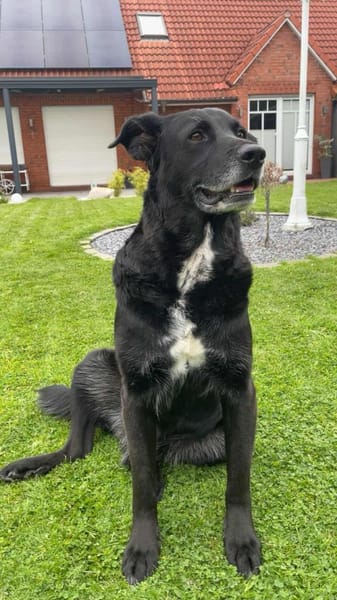 Sanfter Riese Brutus