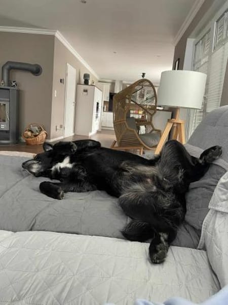 Sanfter Riese Brutus