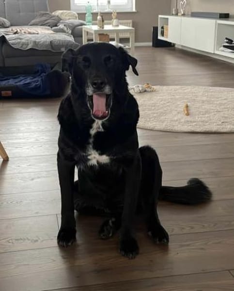 Sanfter Riese Brutus