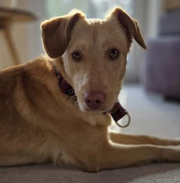 Sanfte kleine Arena möchte Neuanfang