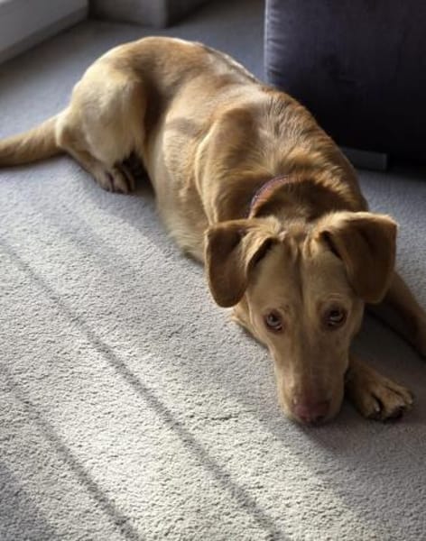 Sanfte kleine Arena möchte Neuanfang