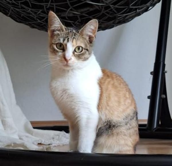 Alenia - aus RO - in DE 79541 Lörrach