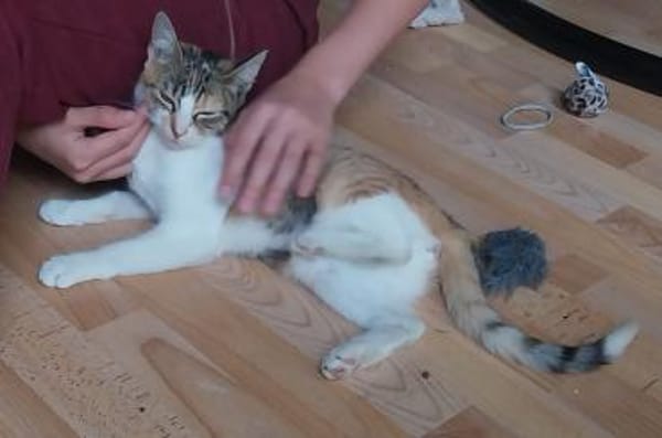 Alenia - aus RO - in DE 79541 Lörrach