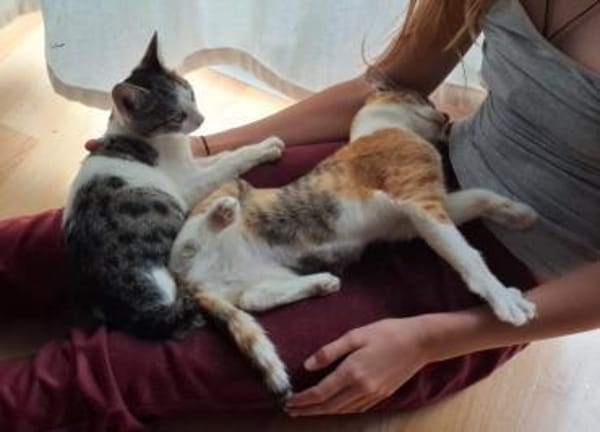 Alenia - aus RO - in DE 79541 Lörrach