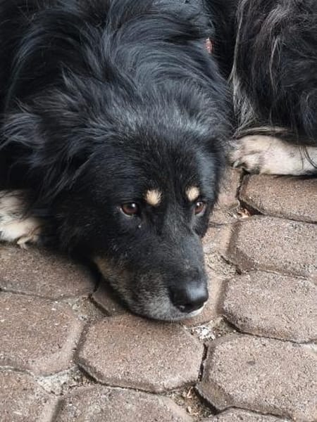 Niko- dankbarer Hütehund auf Heimatsuche