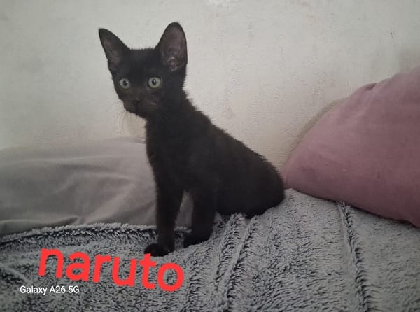 NARUTO