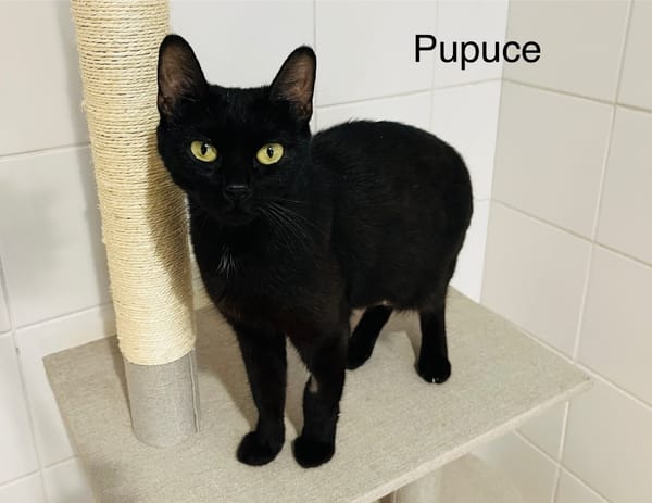 Pupuce