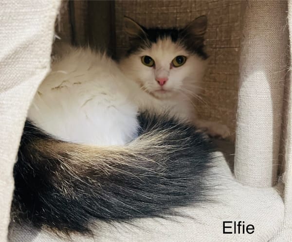 Elfie