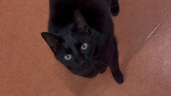 CACHOU