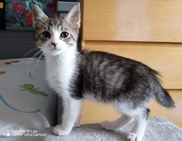 Simon