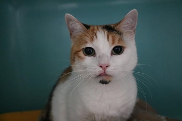 NALA HAB17345