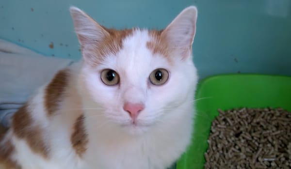 Ernesto [chaton]