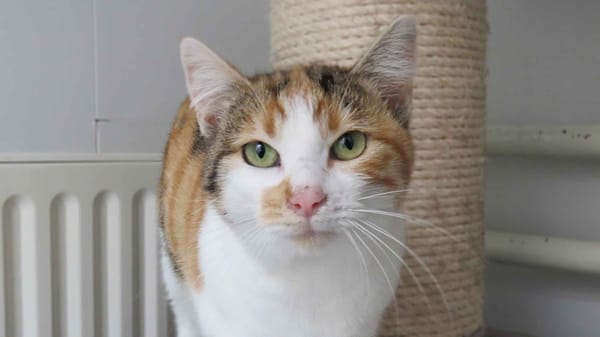 MIGNONNE