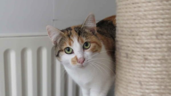 MIGNONNE