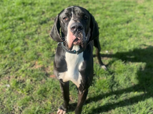 Rex - RESERVE
