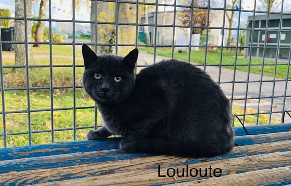 Louloute