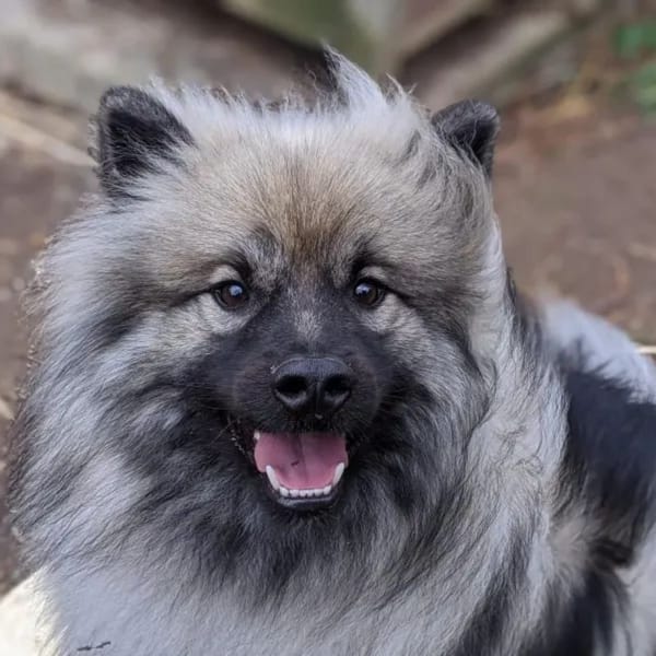 pixel
