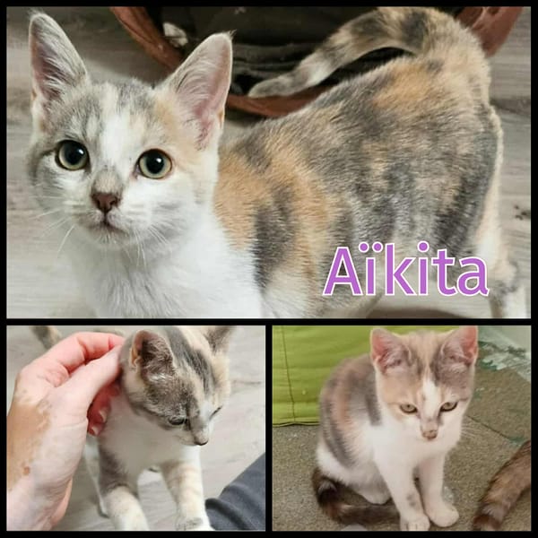 AÏKITA
