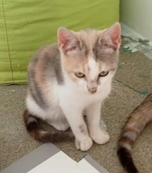 AÏKITA