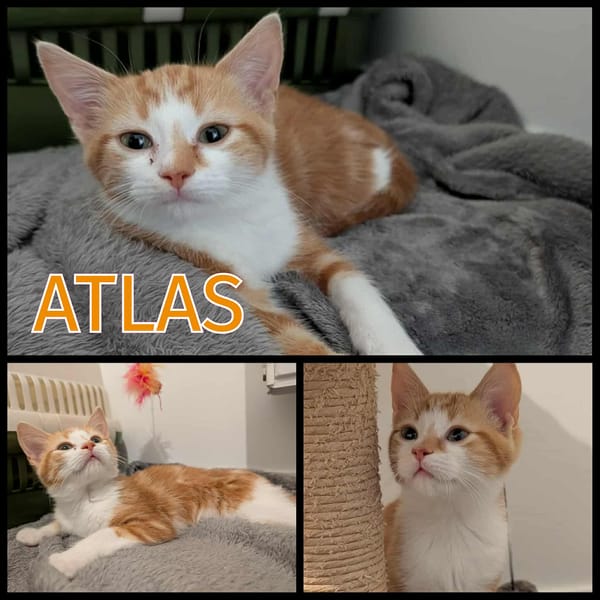 ATLAS  - A réserver