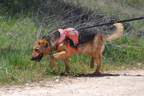 LAIKA