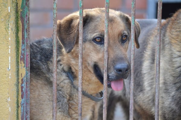 LAIKA