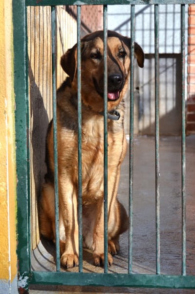 LAIKA