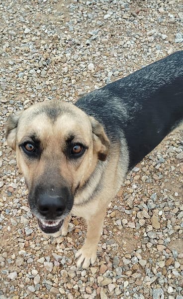 NALA (Rescate)
