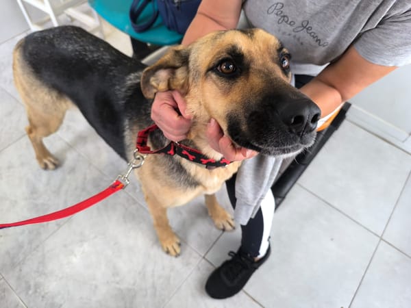 NALA (Rescate)