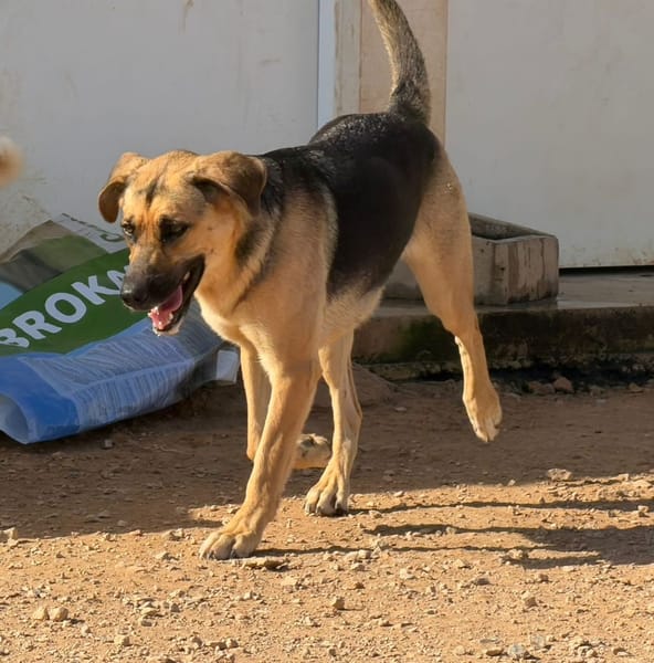 NALA (Rescate)