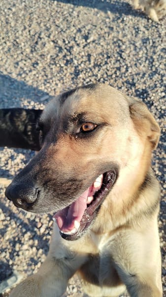 NALA (Rescate)