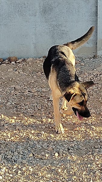 NALA (Rescate)