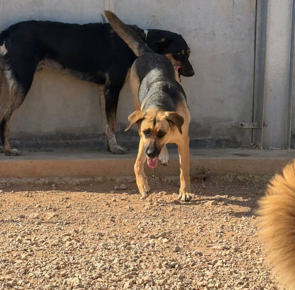 NALA (Rescate)