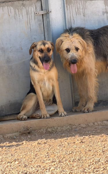 NALA (Rescate)