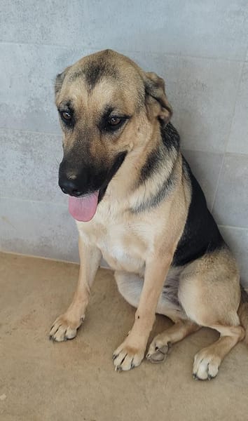 NALA (Rescate)