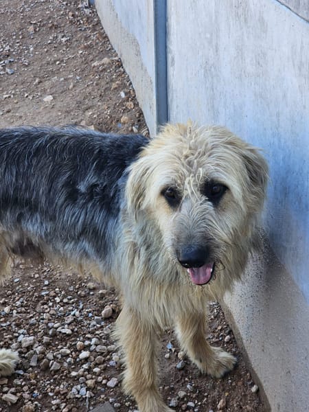 OTTO (Rescate)