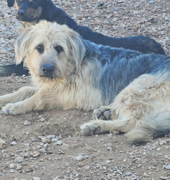 OTTO (Rescate)