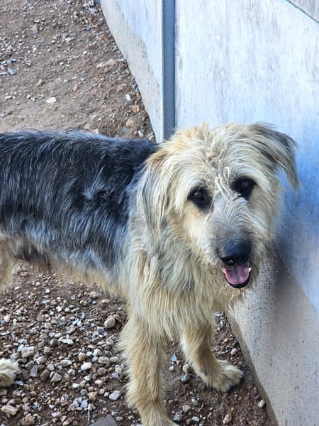OTTO (Rescate)