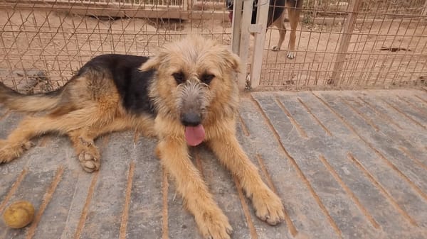 OTTO (Rescate)
