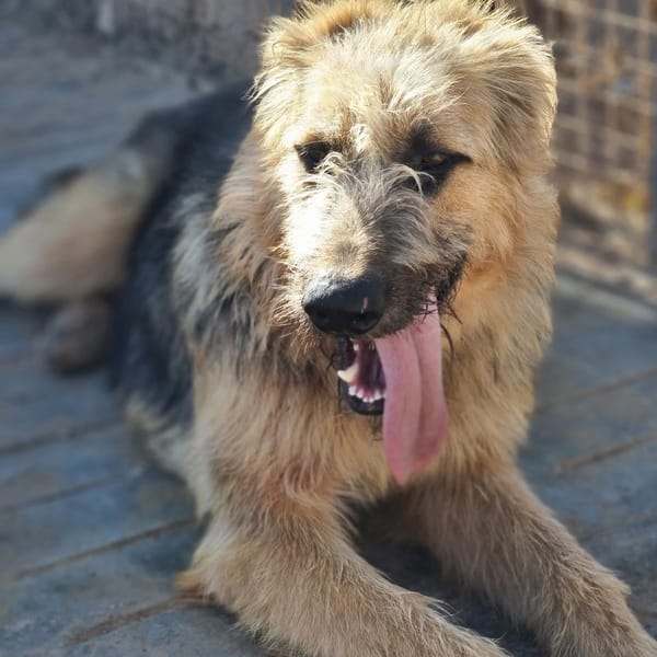 OTTO (Rescate)